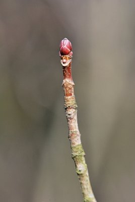 Acer platanoides 'Drummondii'- javor mléčný (mléč) - zimní pupen